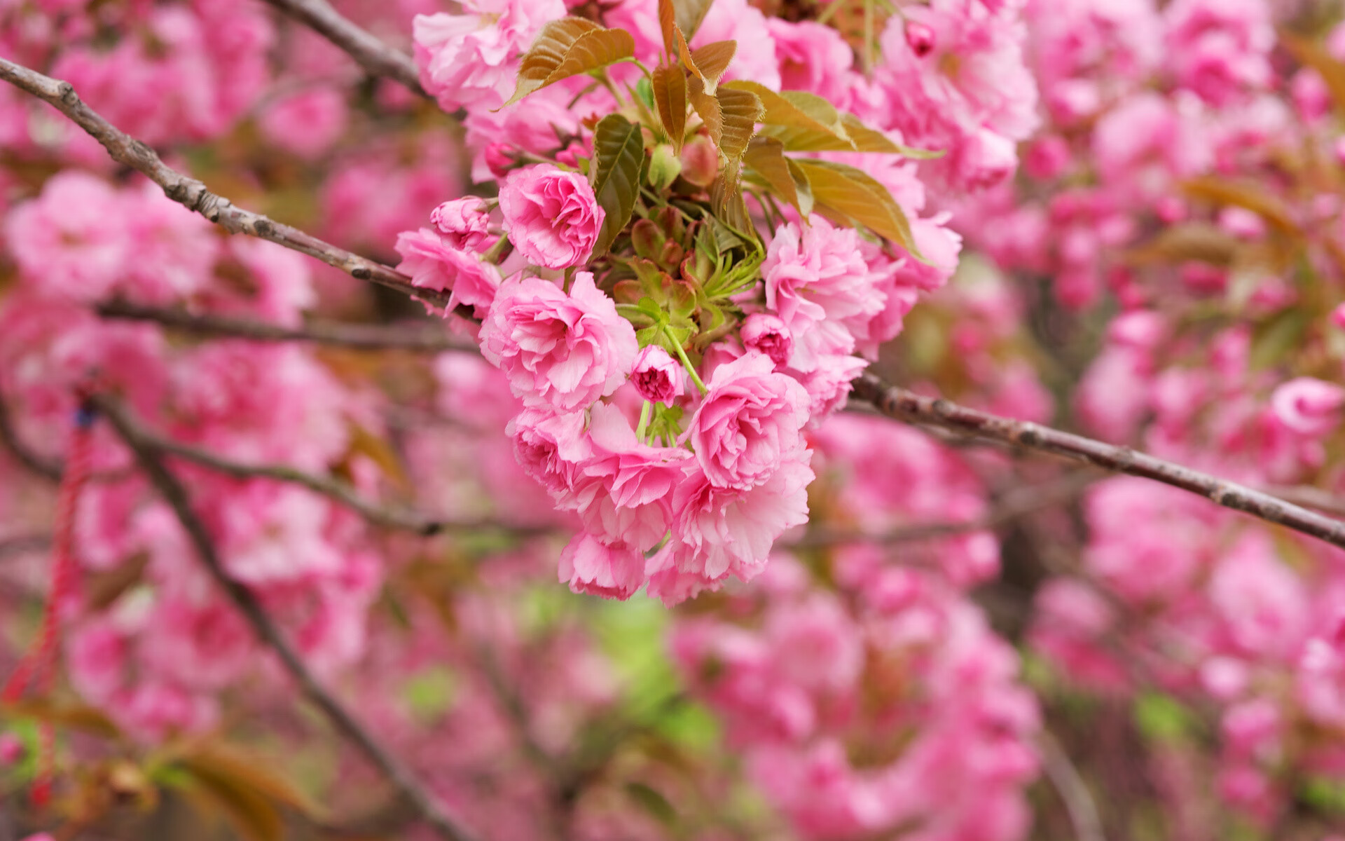 World花式单板青年奖学金计划：支持有潜力的草根滑手（混用英语）